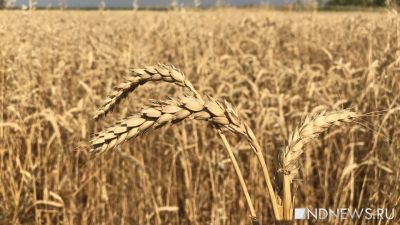 Турция введет 130-процентную пошлину на импорт зерна