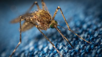 Ученые выяснили, как комары «чуют» людей